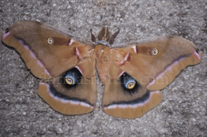 Polyphemus moth - Antheraea polyphemus